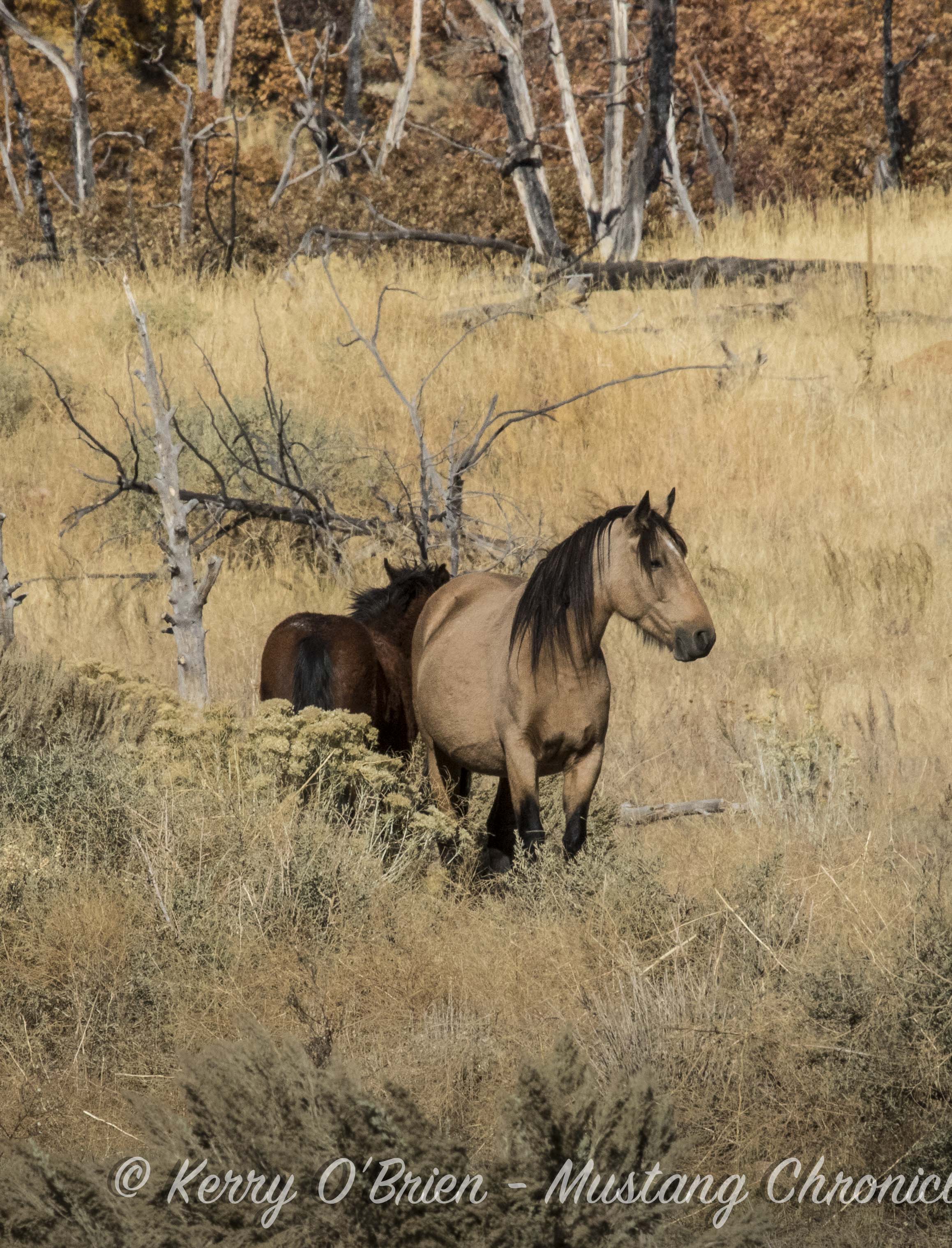 Mesa Verde Horses
